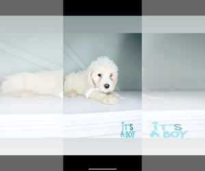 Goldendoodle (Miniature) Puppy for sale in CENTRALIA, IL, USA