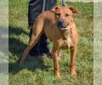 Small #4 Boxer-German Shepherd Dog Mix