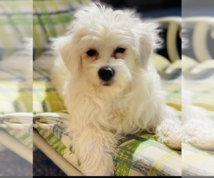 Mother of the Maltese-Maltipoo Mix puppies born on 02/11/2022
