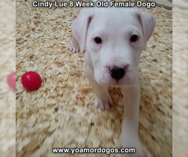 Medium Photo #27 Dogo Argentino Puppy For Sale in PINEVILLE, MO, USA