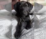 Small #7 Labrador Retriever Mix