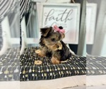 Small #4 Yorkshire Terrier