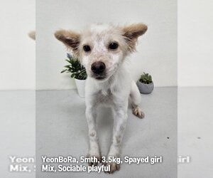 Unknown-pomeranian spitz Mix Dogs for adoption in Agoura Hills, CA, USA