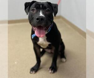 Mutt Dogs for adoption in Aurora, CO, USA