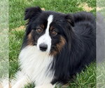 Small Australian Shepherd