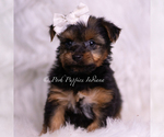 Small Photo #54 Yorkshire Terrier Puppy For Sale in WARSAW, IN, USA