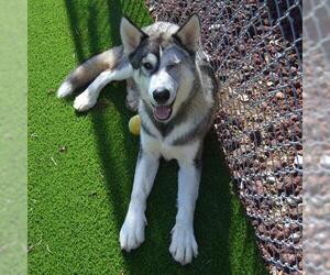 Alaskan Malamute Dogs for adoption in Murfreesboro, TN, USA