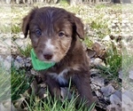 Small Photo #4 Bordoodle Puppy For Sale in FAIR OAKS, CA, USA