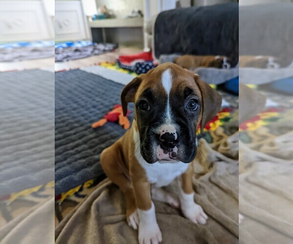 View Ad Boxer Puppy for Sale near POWDER SPRINGS, USA. ADN396408