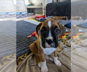 Boxer Puppy for sale in POWDER SPRINGS, GA, USA