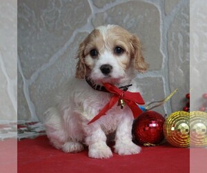 Cavachon Puppy for sale in GORDONVILLE, PA, USA