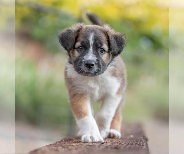 Medium Photo #1 Golden Retriever-Unknown Mix Puppy For Sale in San Diego, CA, USA