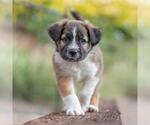 Small Golden Retriever Mix