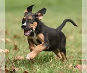 Liam - Male Australian Shepherd-Beagle Mix Dog for Adoption - Photo #7