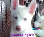 Image preview for Ad Listing. Nickname: Monroe Spirit