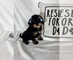 Small #3 Bernedoodle