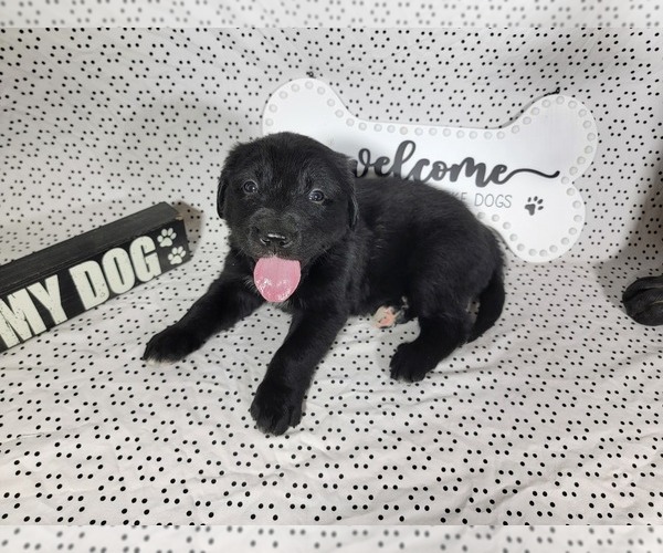 Medium Photo #9 Golden Mountain Dog Puppy For Sale in BLACK FOREST, CO, USA