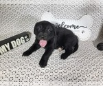 Small #8 Golden Mountain Dog