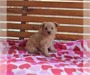 Pom-A-Poo Puppy for Sale in HOPKINSVILLE, Kentucky USA