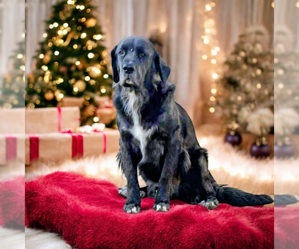 Medium Photo #1 Mutt Puppy For Sale in Vail, AZ, USA