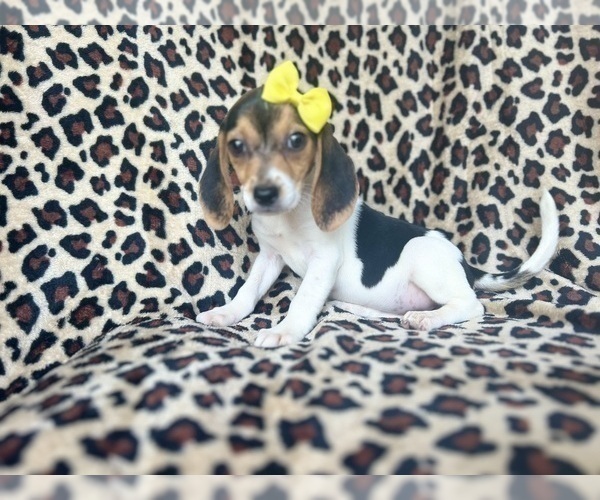 Medium Photo #6 Beagle Puppy For Sale in LAKELAND, FL, USA