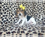 Small #5 Beagle