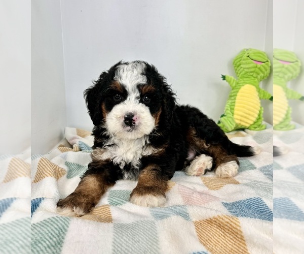 Medium Photo #3 Miniature Bernedoodle Puppy For Sale in FRANKLIN, IN, USA