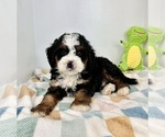 Small #2 Miniature Bernedoodle