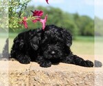 Small #2 Cockapoo-Poodle (Toy) Mix