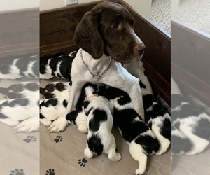 English Springer Spaniel Puppy for sale in SAINT JOHN, IN, USA
