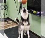 Small #2 Siberian Husky