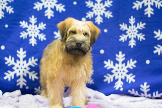 Soft Coated Wheaten Terrier Puppy for sale in CUYAHOGA FALLS, OH, USA