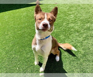 Siberian Husky-Unknown Mix Dogs for adoption in Moreno Valley, CA, USA