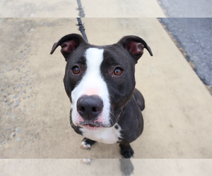 Mutt Dogs for adoption in Low Moor, VA, USA