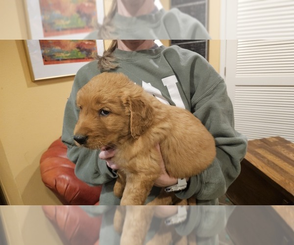 Medium Photo #2 Golden Retriever Puppy For Sale in ALBIA, IA, USA
