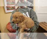 Small #1 Golden Retriever