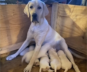 Mother of the Labrador Retriever puppies born on 08/08/2022