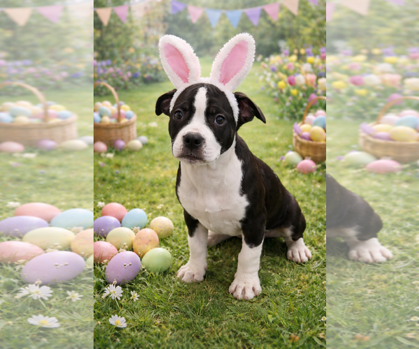 Medium Photo #1 Mutt Puppy For Sale in Sistersville, WV, USA