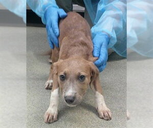 Staffordshire Bull Terrier-Unknown Mix Dogs for adoption in Oklahoma City, OK, USA