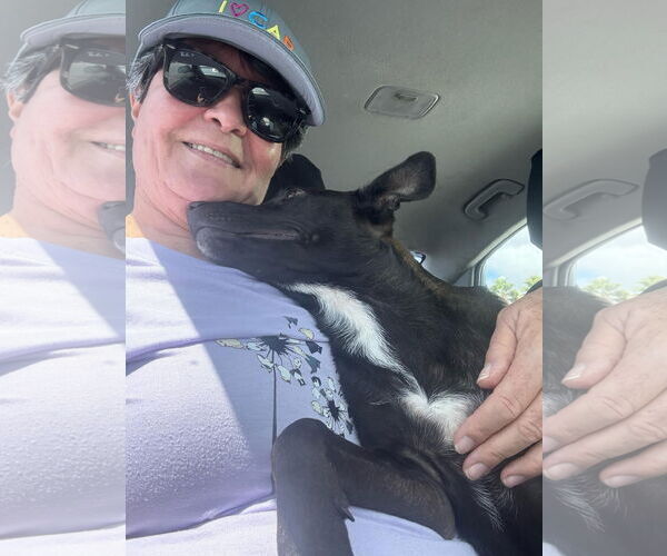 Medium Photo #6 Chihuahua-Collie Mix Puppy For Sale in Virginia Beach, VA, USA