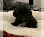 Small Photo #12 Shih Tzu Puppy For Sale in EDMOND, OK, USA