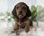 Small #1 Dachshund
