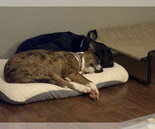 Medium Photo #3 Mutt Puppy For Sale in Spotsylvania, VA, USA
