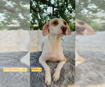 Small #1 Labrador Retriever Mix