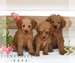 Small #1 Poodle (Miniature)