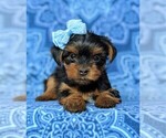 Small Photo #6 Yorkshire Terrier Puppy For Sale in QUARRYVILLE, PA, USA