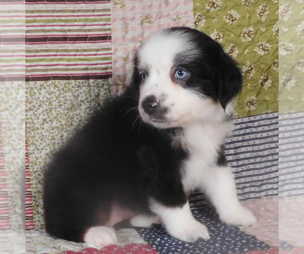 Medium Photo #2 Miniature Australian Shepherd Puppy For Sale in HARRISON, OH, USA