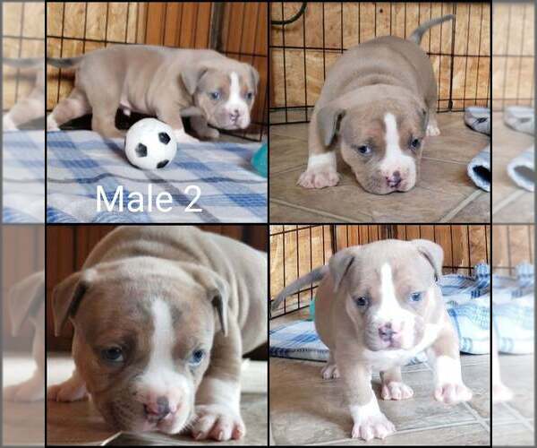 Medium Photo #2 American Bully Puppy For Sale in BILLINGS, MO, USA
