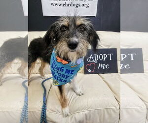 Mutt Dogs for adoption in Rockaway, NJ, USA