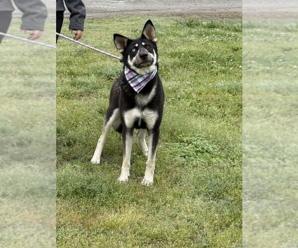 Medium Photo #2 Siberian Husky-Unknown Mix Puppy For Sale in Elmsford, NY, USA